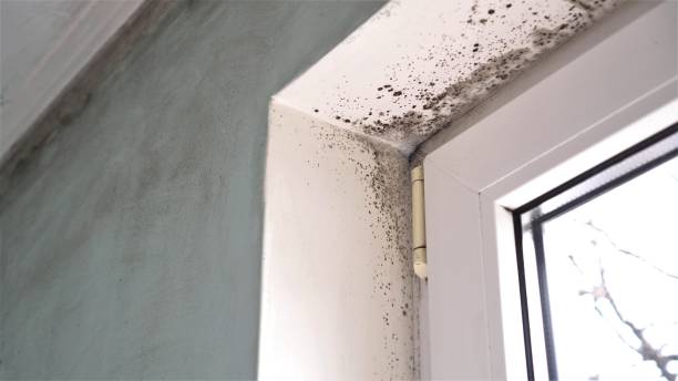 Best Black Mold Removal  in Brooklyn, IA