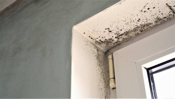 Best Basement Mold Removal  in Brooklyn, IA