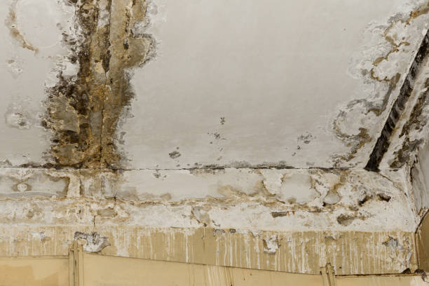 Best Environmental Consulting for Mold Prevention  in Brooklyn, IA