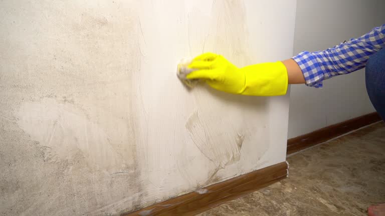Best Black Mold Removal  in Brooklyn, IA